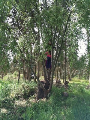 Camping Queseria de Pelarco en Pelarco, Maule