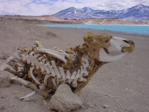 Ruta de los seimiles en Copiapo, Atacama