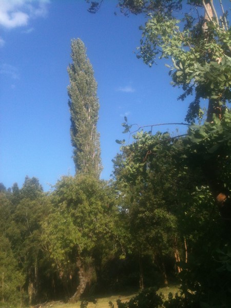 Camping Termas Ralun en Puerto Varas, Los Lagos