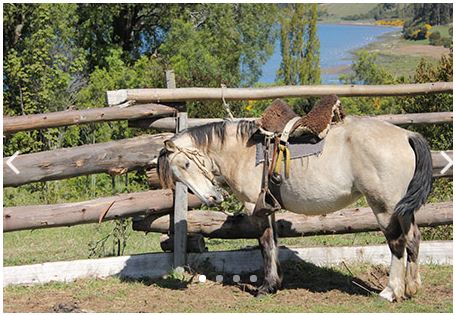 Cabalgatas en Bahia Pulla Chiloe en Ancud, Los Lagos