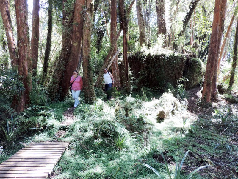 Trekking Parque Tepuhueico en Castro, Los Lagos