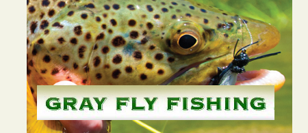 Gray Fly Fishing