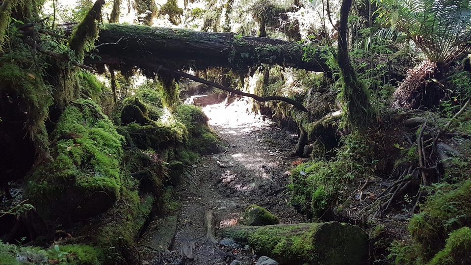 Parque Nacional Queulat