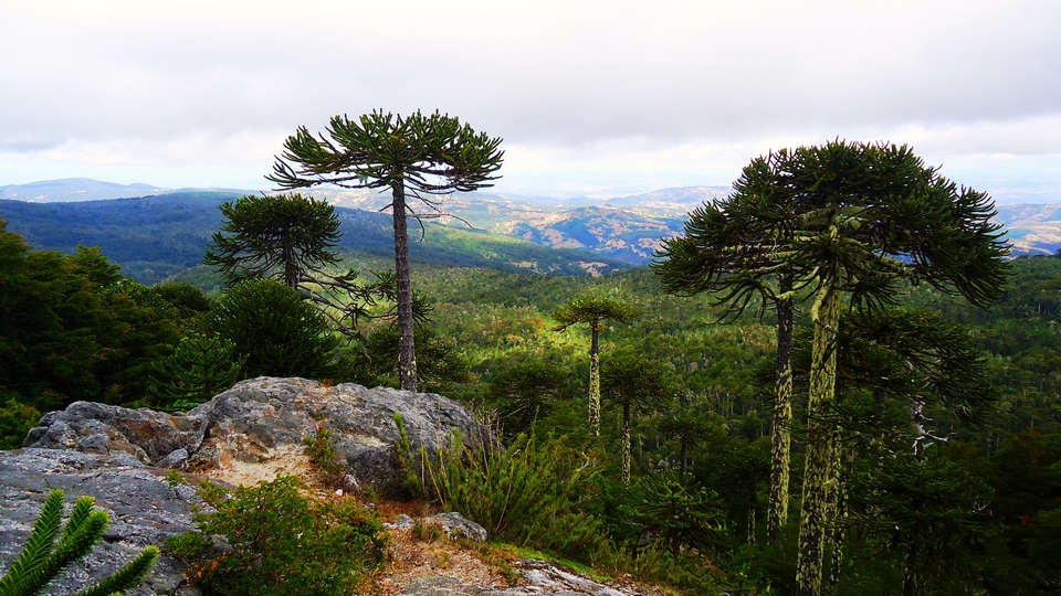 Parque Nacional Nahuelbuta