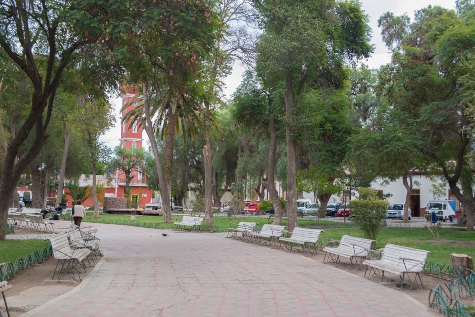 Vicuña