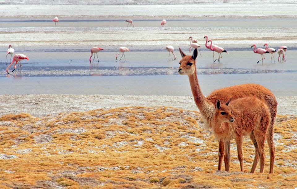 Arica Y Parinacota