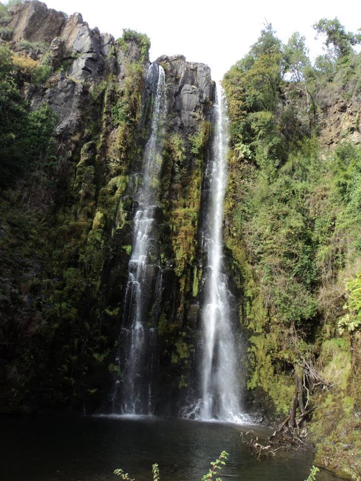 Maule