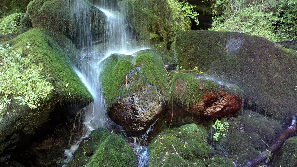 Maule