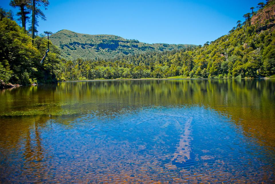 Araucania