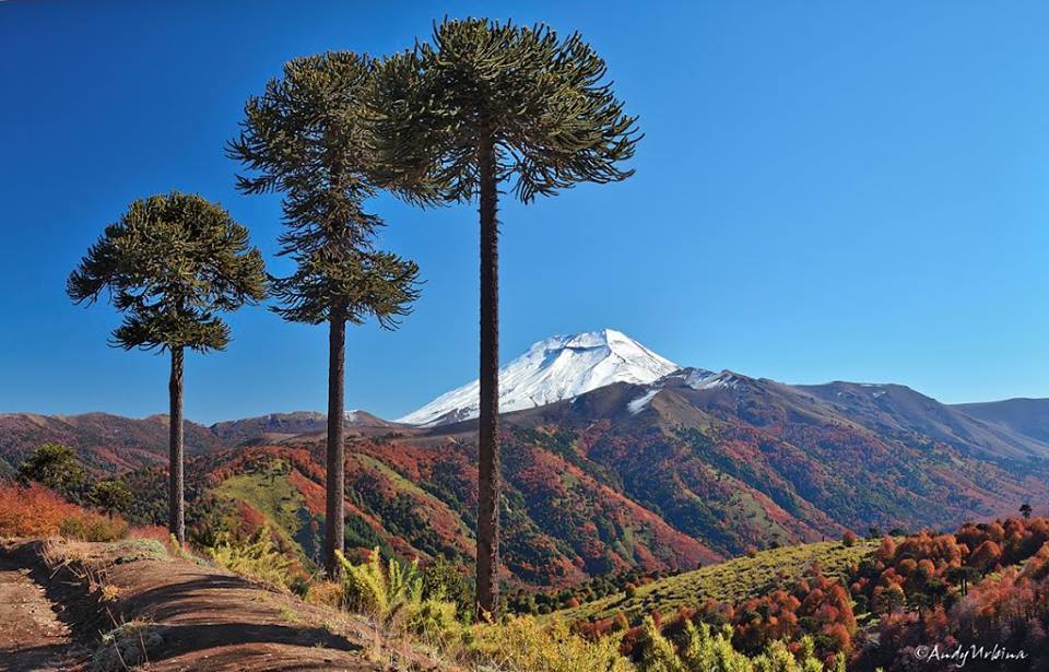 Araucania