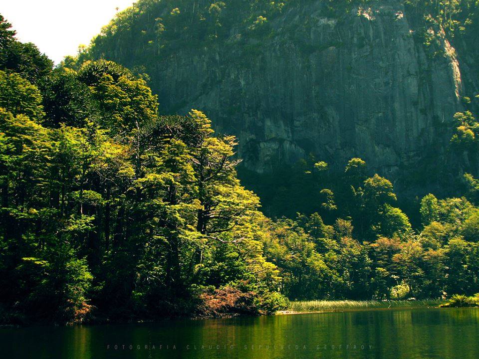 Araucania