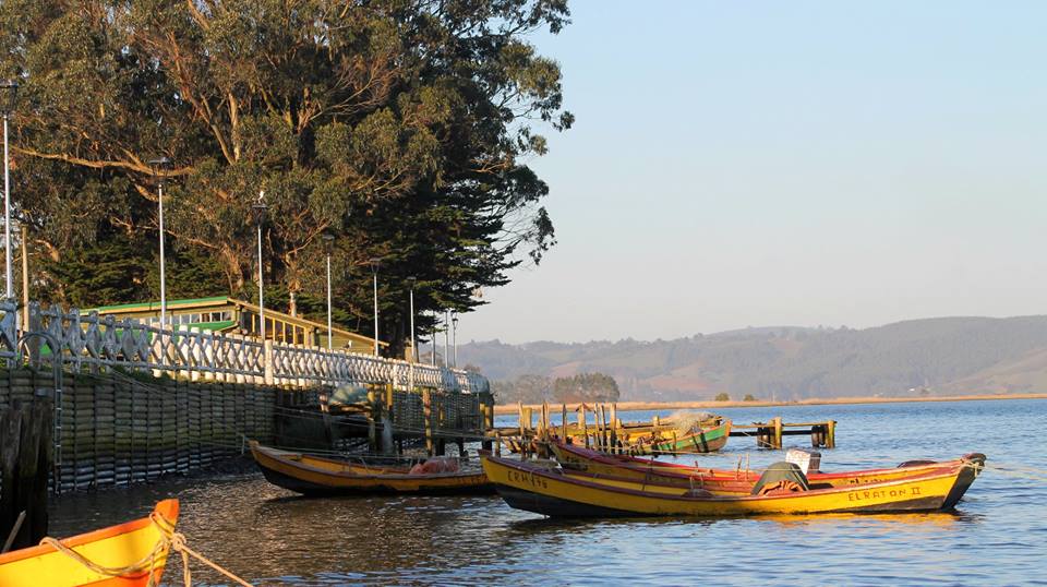 Araucania