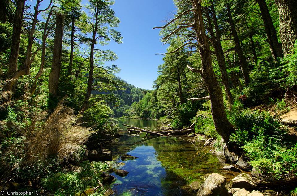 Araucania
