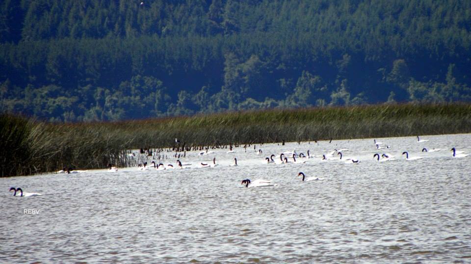 Los Rios